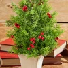 14" Cedar Berry Tree
