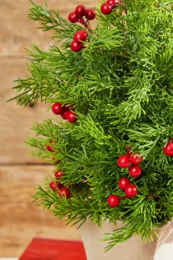 14" Cedar Berry Tree
