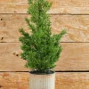 18" Cypress Tree in Tin Pot