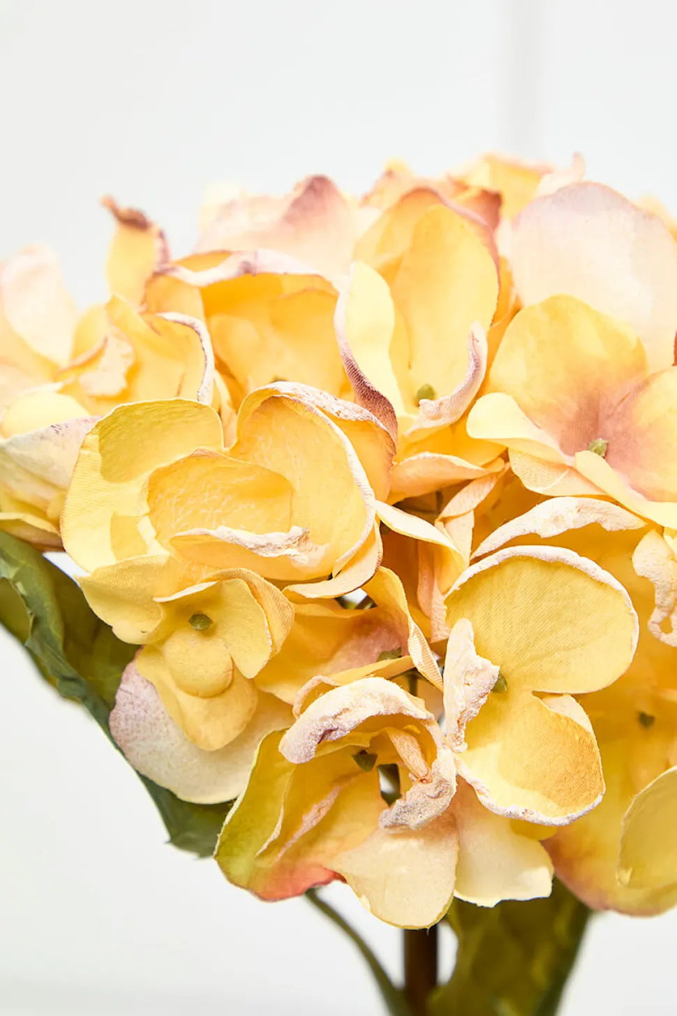 22" Dried Grand Hydrangea Stem - Yellow