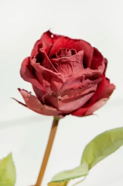 21" Dried Red Rose Stem
