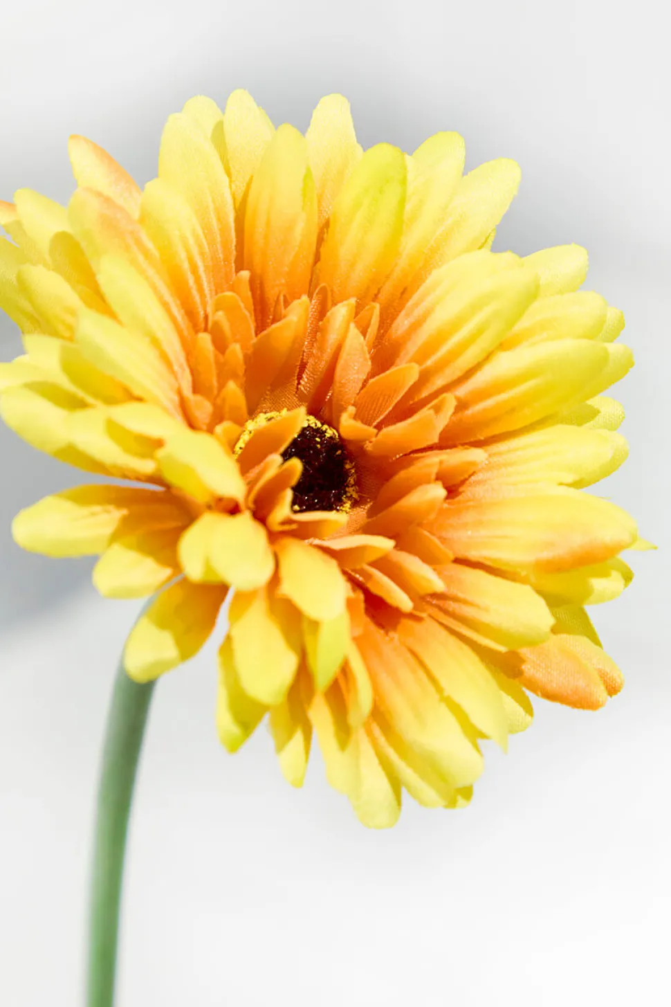 22" Gerbera Daisy Stem