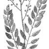 29” Glitter Smilax Berry Spray - Silver