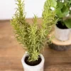 9” Herb in a Pot - Rosemary