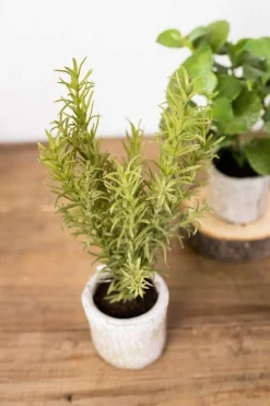 9” Herb in a Pot - Rosemary