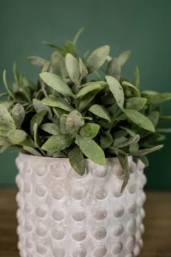 5"H x 6”D Stone Geo Dotted Hobnail Pot
