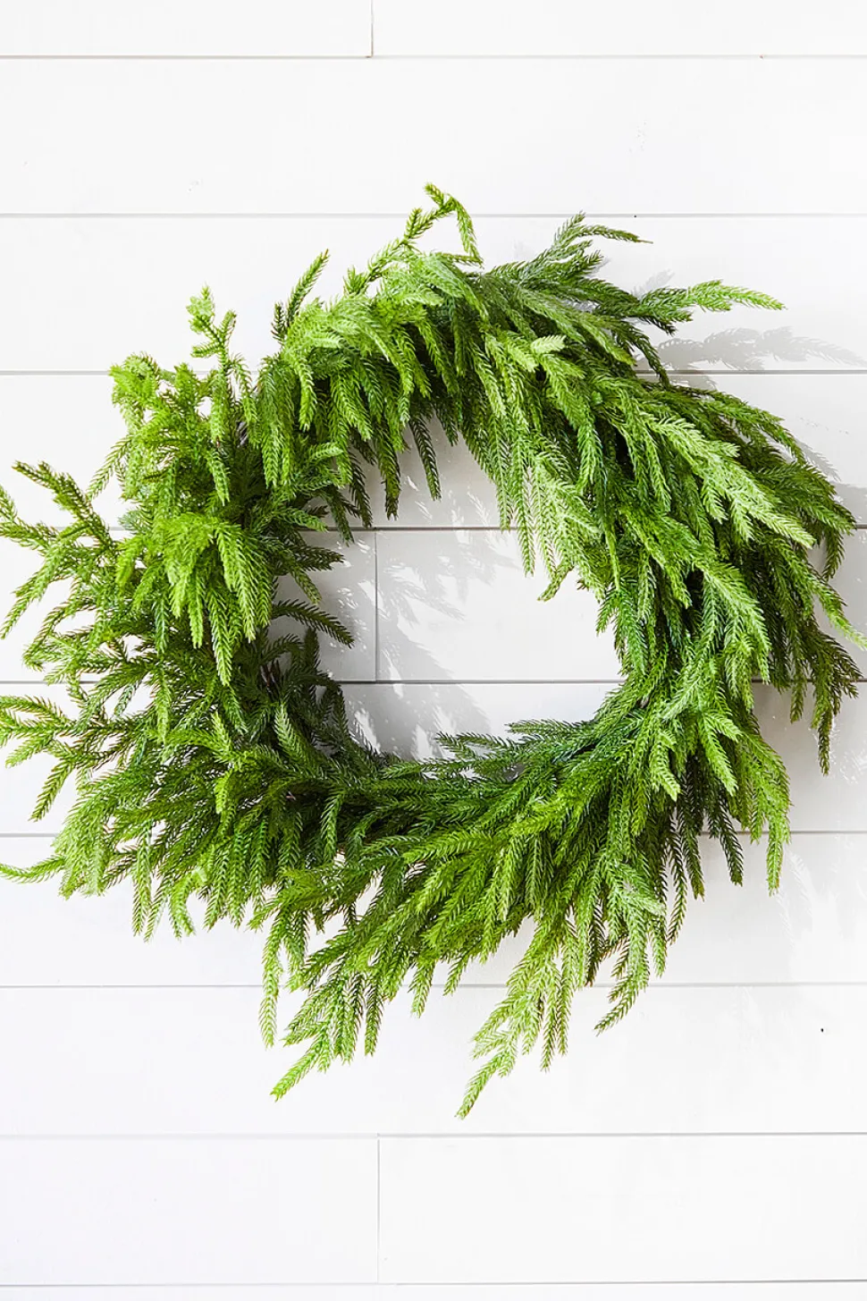 24” Just Cut Norfolk Pine Wreath