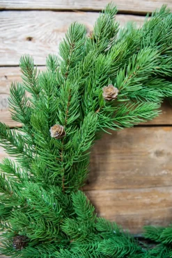 24” Just Cut Spruce Wreath