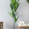5' Kentia Palm Potted