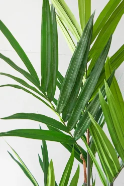 5' Kentia Palm Potted