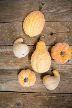 6 Piece Pumpkins & Gourds with Mesh Bag