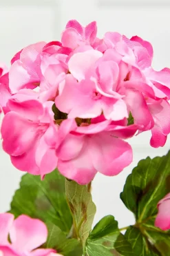 18" Pink Geranium Bush