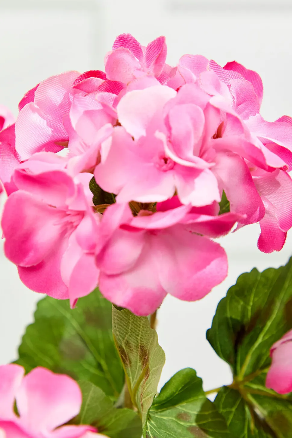 18" Pink Geranium Bush