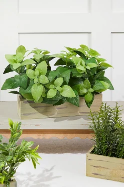11" Plastic Herbs In Wooden Box