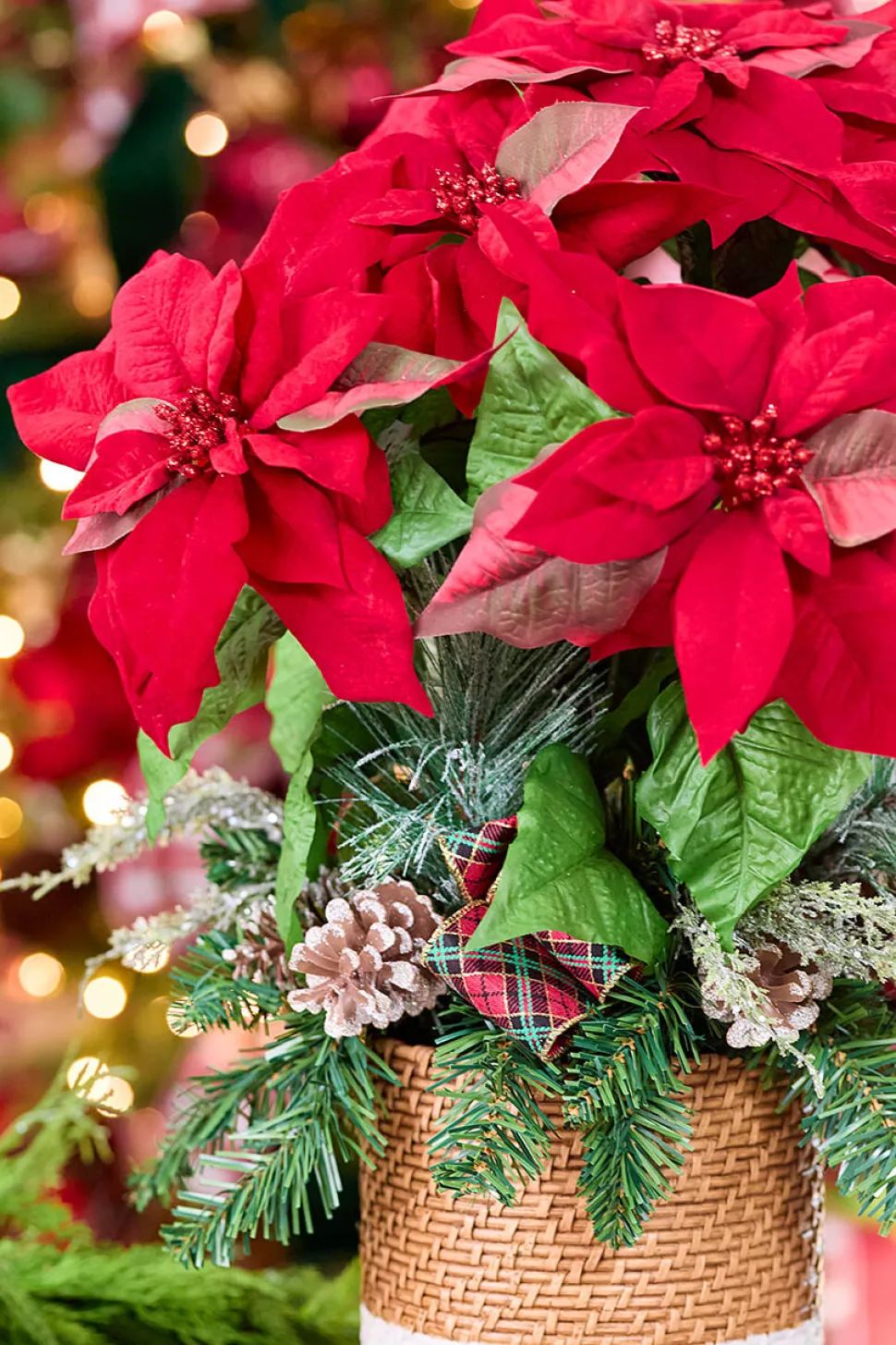 24" Potted Poinsettia