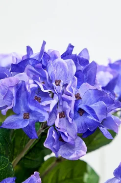 24" Purple Hydrangea Bush