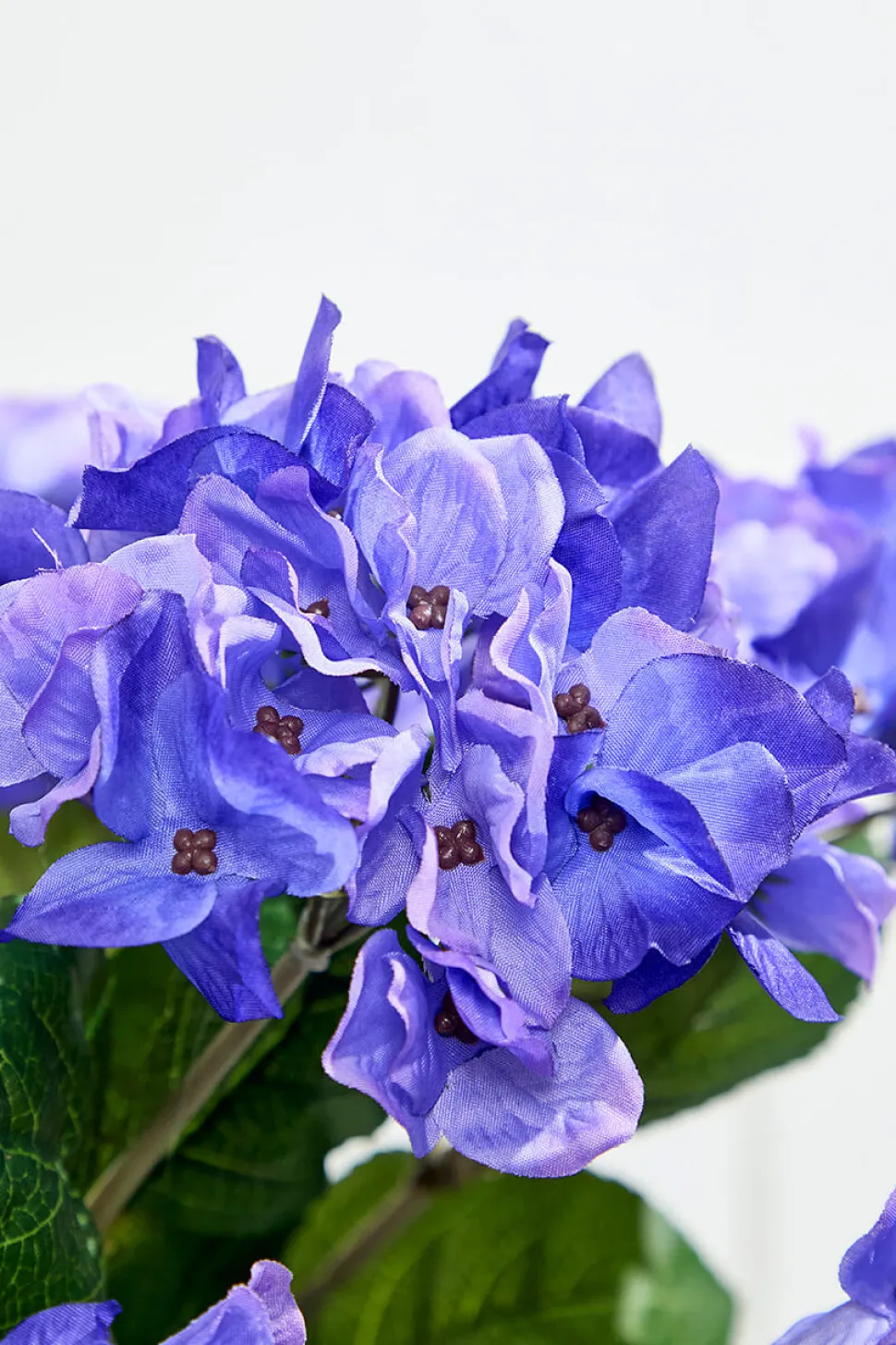 24" Purple Hydrangea Bush