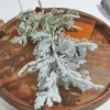 24” Snow Cedar Spray