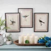 15" x 20" Framed Bird Print with Glass