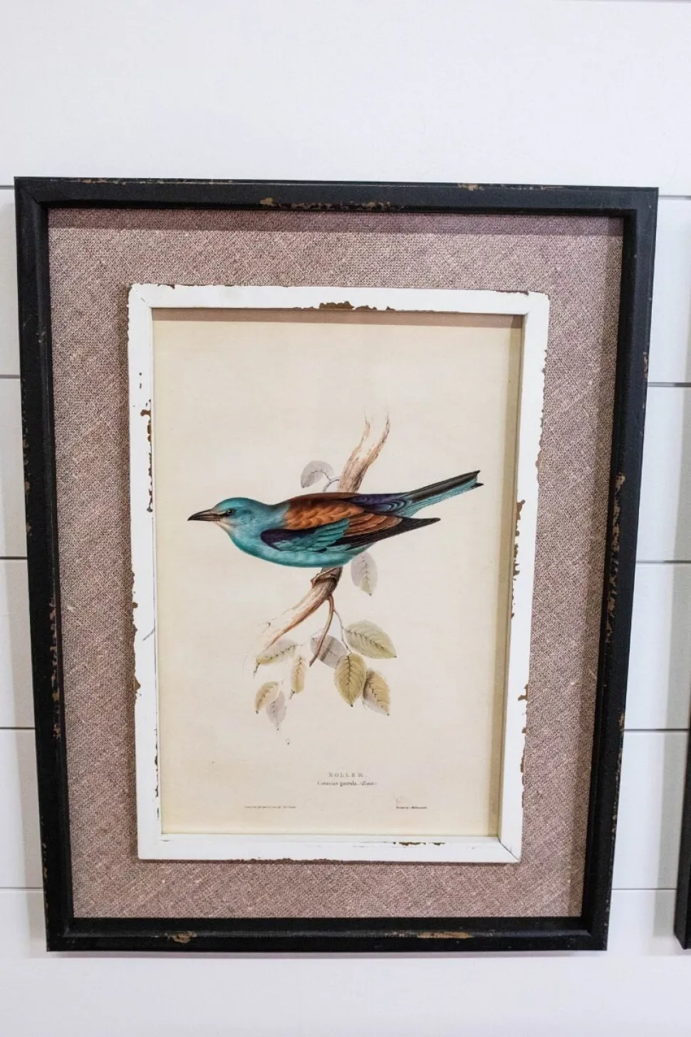 15" x 20" Framed Bird Print with Glass