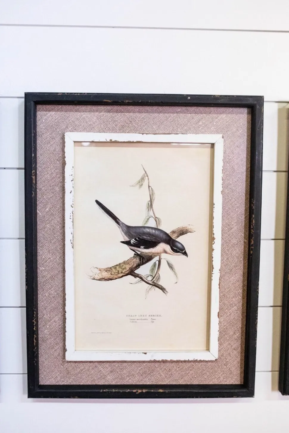 15" x 20" Framed Bird Print with Glass