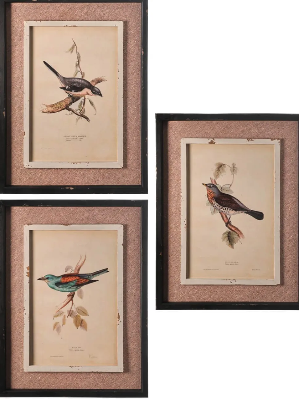 15" x 20" Framed Bird Print with Glass