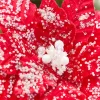 19" x 13.5" Snowy Red Poinsettia Stem
